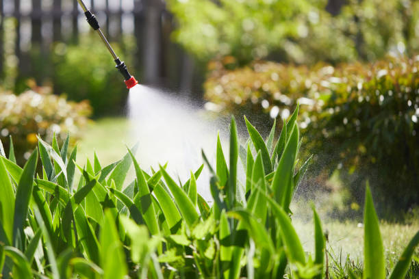 24/7 Emergency Termite Control experts in Edinburg, TX